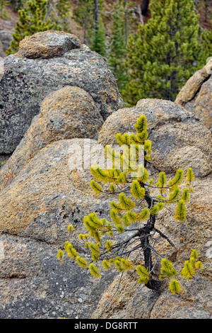 Le pin tordu (Pinus contorta) et les roches Gibbon River Canyon Cascades VIRGINIE Parc national de Yellowstone, Wyoming, USA Banque D'Images