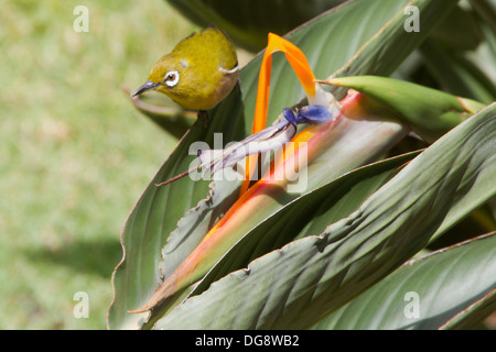 Japanese White-Eye avec oiseau du paradis (Zosterops japonicus), Oahu, Hawaii Banque D'Images