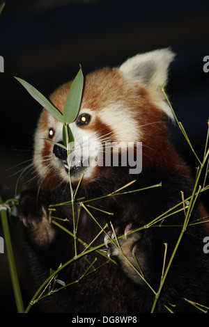 En plus l'allure d'un Racoon qu'un panda géant, le panda rouge présente de remarquables, une fourrure marron à rayures et queue touffue, un visage blanc. Banque D'Images