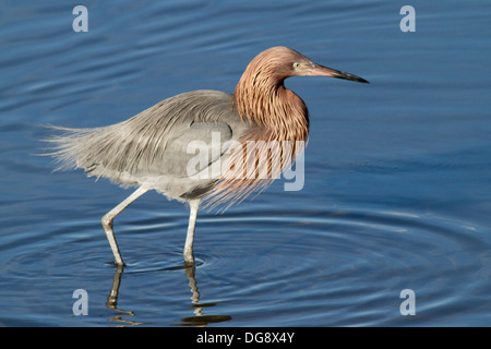 Aigrette rougeâtre de nourriture dans l'eau.(Egretta rufescens).Bolsa Chica Wetlands,California Banque D'Images