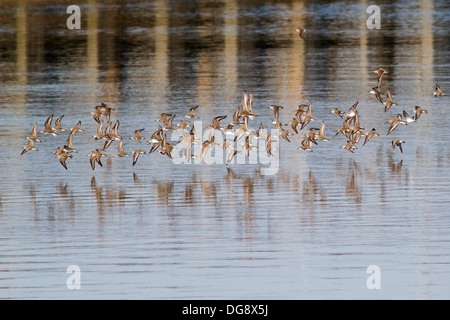 Volée d'oiseaux de rivage en vol y compris et Sasndpipers Bécassins roux.(Calidris sp. et Limnodromus sp.).Bolsa Chica Wetlands,California Banque D'Images