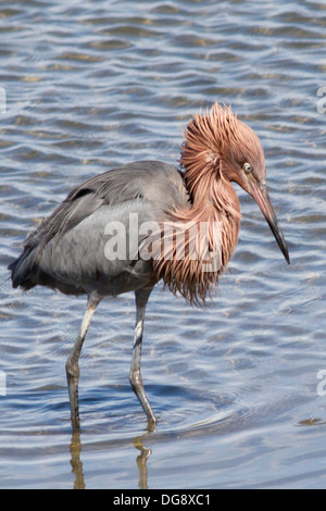 Aigrette rouge dans l'eau de la chasse.(Egretta rufescens).Bolsa Chica Wetlands,California Banque D'Images