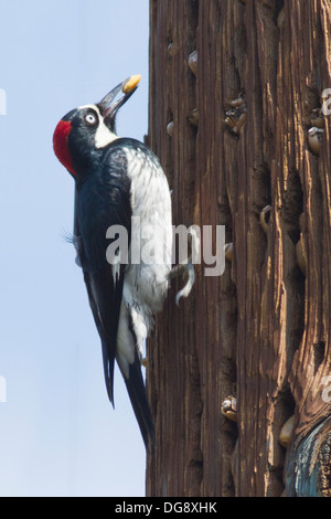 Acorn Woodpecker avec acorn dans le projet de loi c'est la mettre dans un vieux poteau en bois (Melanerpes formicivorus) Tucker,California de réfugiés de la faune Banque D'Images