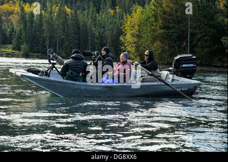 La photographie et l'observation des grizzlis à partir d'un bateau Chilcotin Wilderness, l'intérieur de la Colombie-Britannique, Canada Banque D'Images