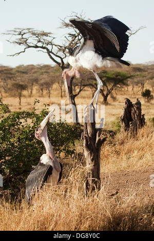 Marabout africain donne à stick pour nicher dans le cadre d'un rituel de cour.(crumeniferus Flamant rose (Phoenicopterus ruber).Le Parc National du Serengeti, Tanzanie Banque D'Images