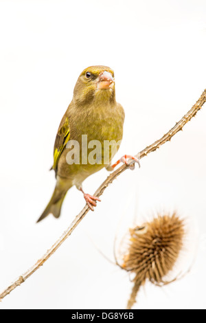 Close-up d'un Verdier (Chloris chloris) parmi les chardons, shot against white background Banque D'Images