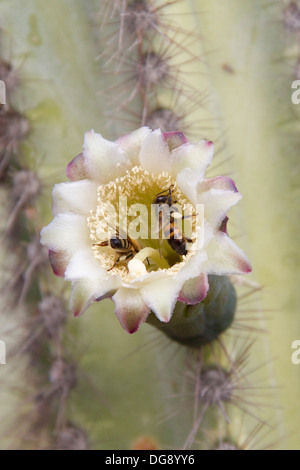 Les abeilles à l'intérieur d'une fleur de cactus avec du pollen sur leurs jambes.Los Cabos, Mexique Banque D'Images