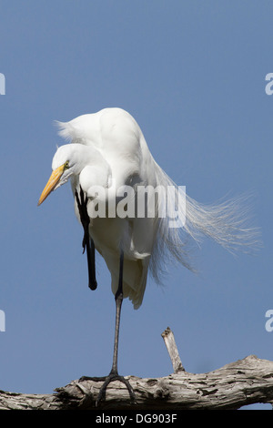 Grande Aigrette perchée dans un arbre de rayer elle-même.(Ardea alba).Bolsa Chica Wetlands,California Banque D'Images