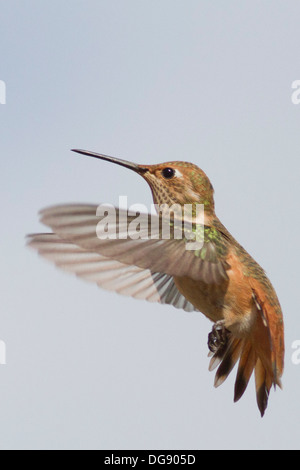 Allen's Hummingbird en vol.(Selasphorus sasin).Irvine,Californie Banque D'Images