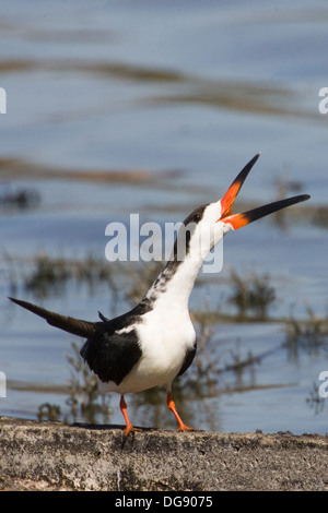 Skimmer noir .appelle.(Rynchops niger).Back Bay, en Californie. Banque D'Images