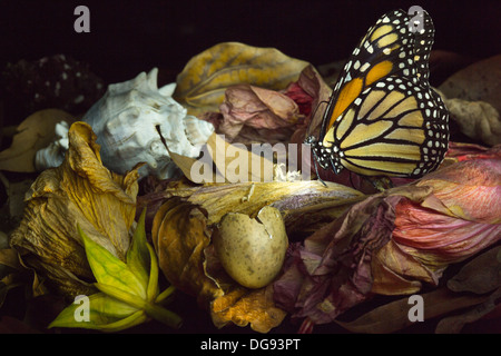 La vie toujours avec le monarque, un coquillage et fleurs mourant Banque D'Images
