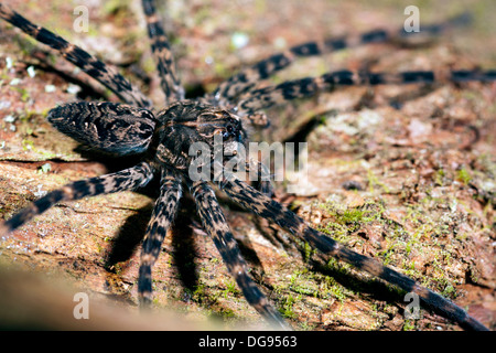 Wolf Spider essence - Brevard, Caroline du Nord. Banque D'Images