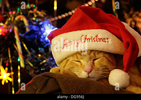 Un chat dort en face d'un arbre de Noël avec un chapeau de Père Noël sur Banque D'Images