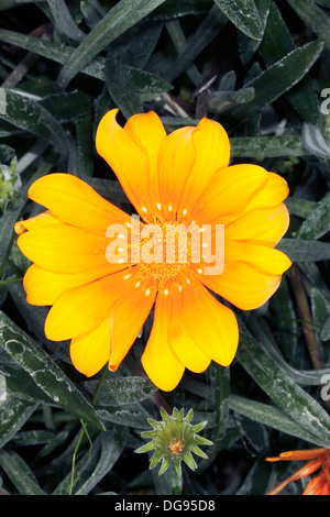 Gazania/Treasure Flower- famille des Asteraceae Banque D'Images