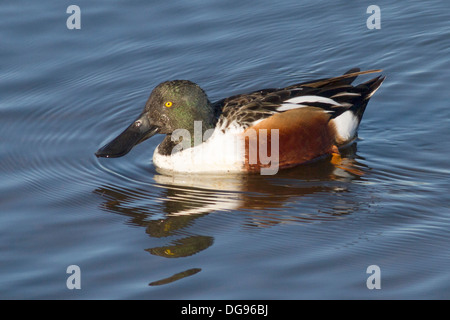 Le Canard souchet mâle canard.(Anas clypeata).Bolsa Chica Wetlands, Californie Banque D'Images