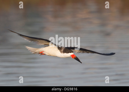 Black Skimmer en vol.(Rynchops niger).Back Bay Réserver,California Banque D'Images