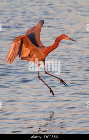 Aigrette rougeâtre landing.(Egretta rufescens).Bolsa Chica Wetlands,California Banque D'Images