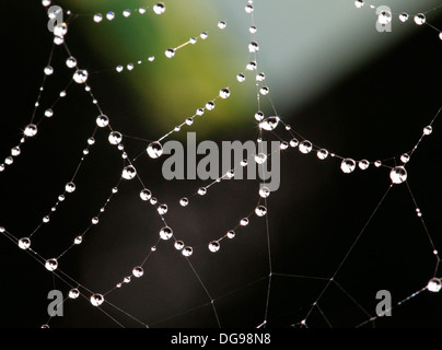 Spider web sous la pluie Banque D'Images