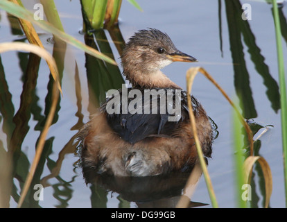 La Grèbe Castagneux (Tachybaptus ruficollis) Nager dans un lac Banque D'Images