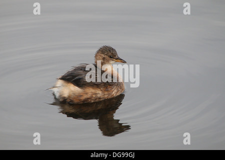 La Grèbe Castagneux (Tachybaptus ruficollis) Nager dans un lac Banque D'Images