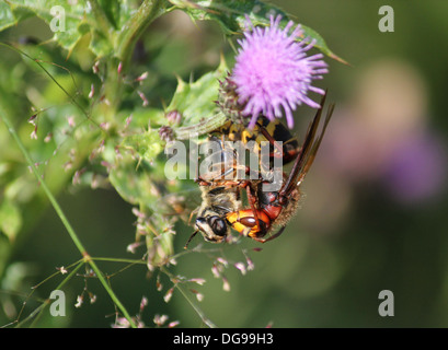 Frelon européen (Vespa crabro) avec les proies (Eristalis tenax ou drone fly /hoverfly) Banque D'Images