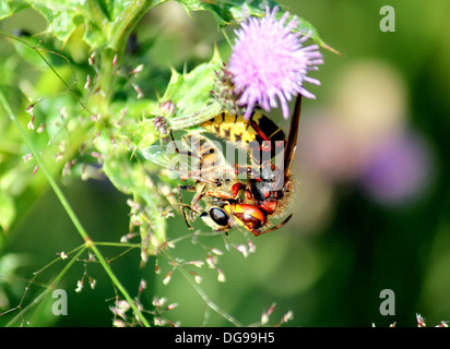 Frelon européen (Vespa crabro) avec les proies (Eristalis tenax ou drone fly) Banque D'Images