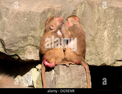 Deux babouins Hamadryas (Papio hamadryas) dans l'établissement d'autres chaque toilettage zoo Banque D'Images