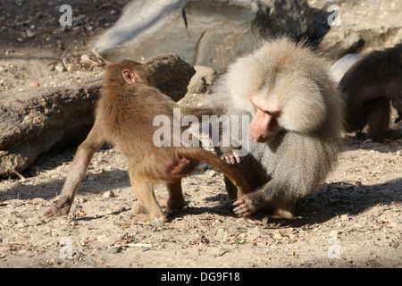 Mâle mature Hamadryas babouin (Papio hamadryas baboon jeunes toilettage) Banque D'Images