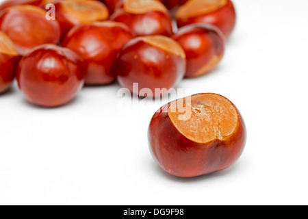Conkers sur fond blanc Banque D'Images