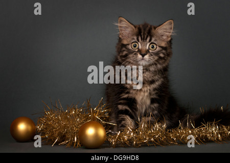 Chaton British Shorthair avec ornement de Noël sur un fond gris. Banque D'Images