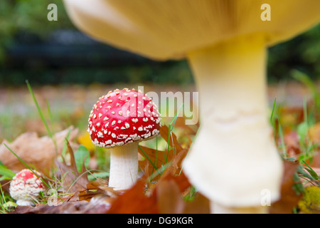 Groupe d'agarics voler dans la forêt d'automne Banque D'Images