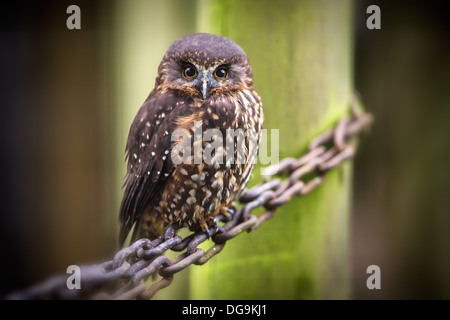 Morepork owl Ninox novaeseelandiae, Banque D'Images