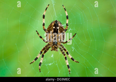 Un gros plan macro photo d'un jardin commun Orb araignée dans sa toile prises à l'automne au Royaume-Uni. ( Partie d'un ensemble de cinq - voir la description pour plus de détails ) Banque D'Images