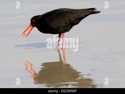 L'alimentation de l'huîtrier Variable Haematopus unicolor J.R. Forster, 1844 Banque D'Images