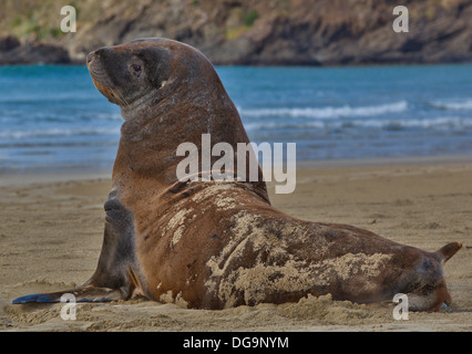 Lion de mer de Nouvelle-Zélande (Phocarctos hookeri) Banque D'Images