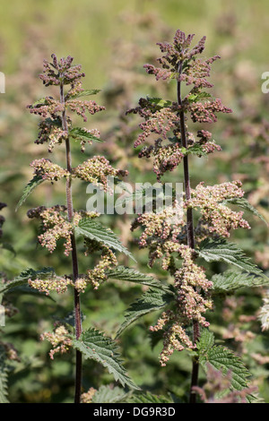 Commune de floraison ou d'Ortie l'Ortie Urtica dioica Banque D'Images