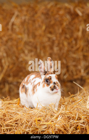 Lapin nain Rex, tricolore dalmatien Banque D'Images