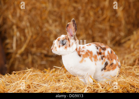 Lapin nain Rex, tricolore dalmatien Banque D'Images