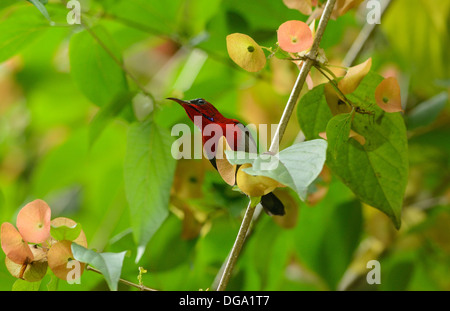 Beau mâle Crimson (Sunbird Aethopyga siparaja) dans la forêt thaïlandaise Banque D'Images