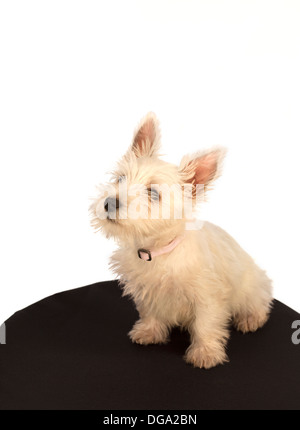 Westhighland terrier puppy portrait studio Banque D'Images