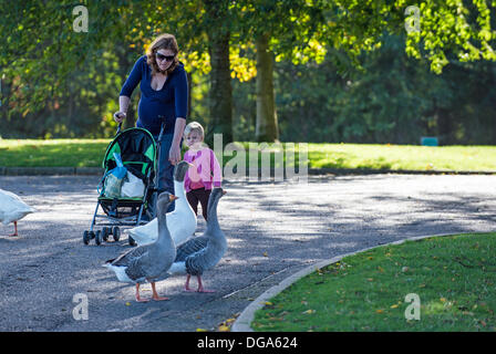 Peterborough (Cambridgeshire, Angleterre. 17 octobre 2013. Une mère se méfie des oies et prend des mesures pour protéger son enfant. Ferry Meadows, à Peterborough. Credit : Lovelylight/Alamy Live News Banque D'Images