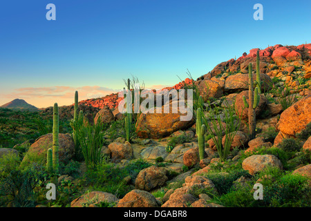 Saguaro Cactus, désert de Mojave, USA Banque D'Images