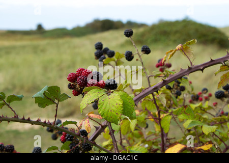 Les baies mûres et cerneaux Bramble (aka mûres) dans les dunes de sable de Holkham Banque D'Images