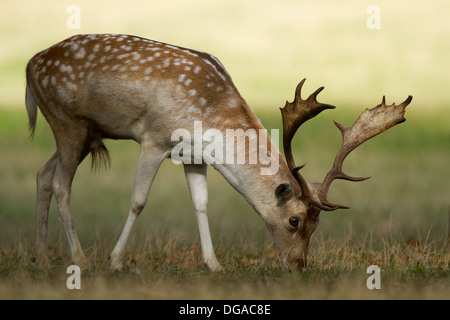 Le daim (Dama dama) cerf paissant dans un champ Banque D'Images