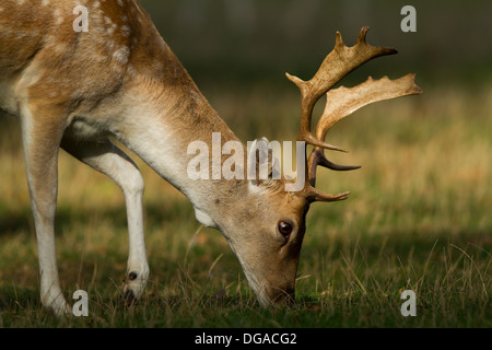 Le daim (Dama dama) cerf paissant dans un champ Banque D'Images