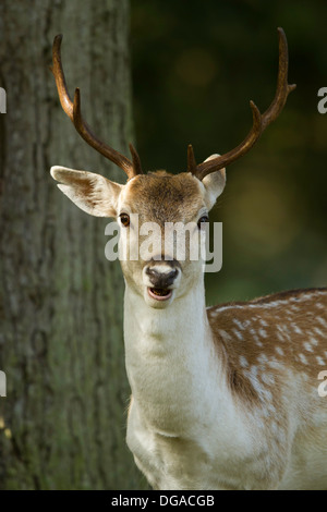 Le daim (Dama dama) cerf mâchant le cud Banque D'Images