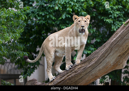 Lionne sur un tronc d'arbre dans le zoo Banque D'Images