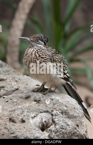 Plus de Roadrunner oiseau posé sur un rocher Banque D'Images