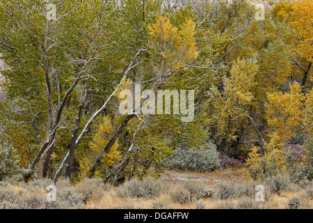 Un saupoudrage de neige précoce sur le support d'élevage le long de la Creek Road Bozeman Montana USA Banque D'Images