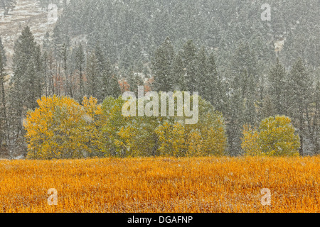Un saupoudrage de neige précoce sur le support d'élevage le long de la Creek Road Bozeman Montana USA Banque D'Images